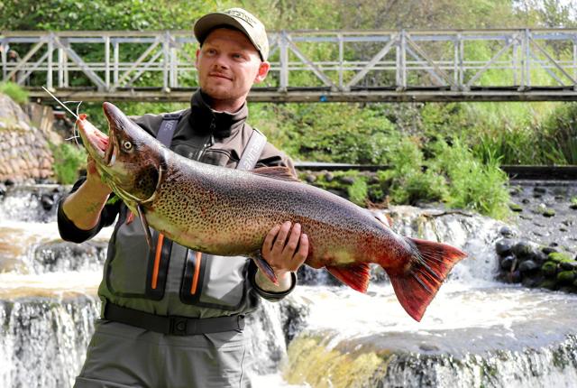 Max Olesen fra Silkeborg fangede en massiv hanfisk på hele 88,5 centimeter og en vægt på 9,325 kg, og det sikrede ham ikke kun sejren, men også en rekord for største fisk fanget under Uggerby Å Cup.Privatfoto