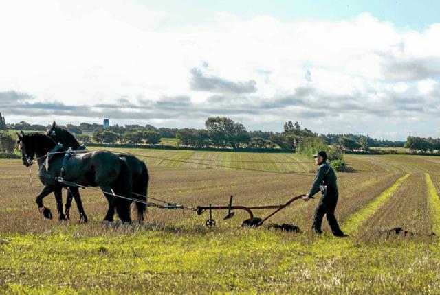 Der var et særsyn at se heste foran en plov, men alligevel effektiv. Foto: Mogens Lynge