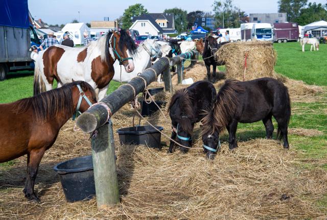 Dyr skal der helst være på et marked, og der var da også en smule heste i år.Foto: Kim Dahl Hansen