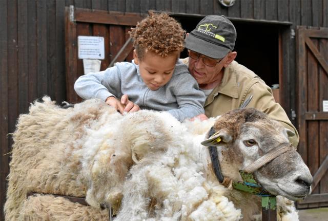 De mange fremmødte børn kunne også deltage aktivt i blandt andet klipning af får. Privatfoto