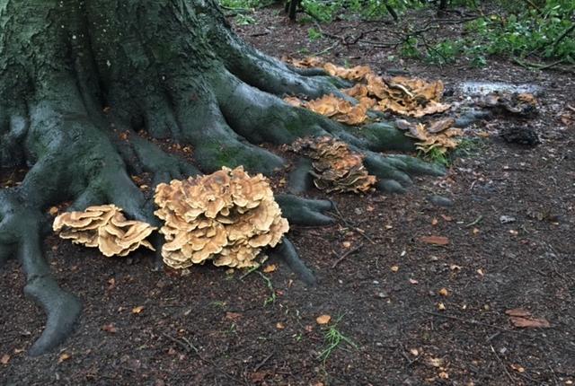Det er kæmpesporesvamp, der har angrebet træet - svampene nedbryder træet indefra, så det risikerer at vælte. Foto: Aalborg Kommune