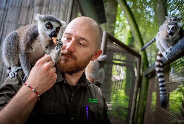 Marc Alcott elsker at arbejde med menneskeaber, og han er glad for sit job i Aalborg Zoo. Foto: Martin Damgård
