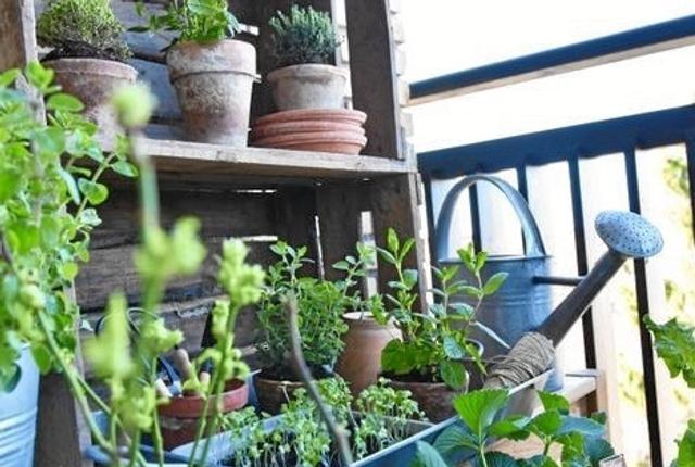 Flere og flere dyrker deres egne grøntsager og krydderurter på altanen, og med haveekspertens råd kan du udnytte altanens kvaliteter. Foto: PR.