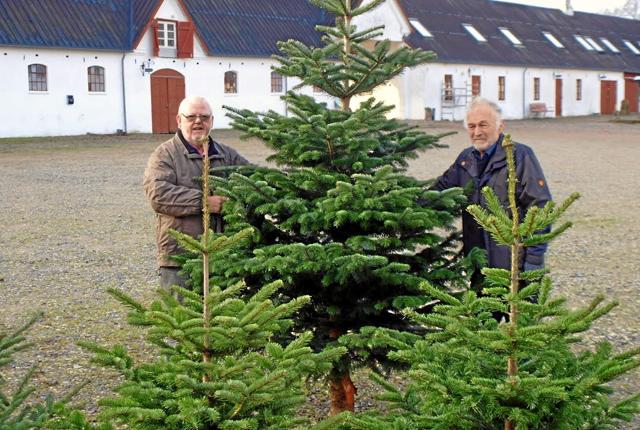 Jow Jow – sandelig sælger vi juletræer på Knivholt i år som vi plejer at gøre, siger Knud Christiansen og Villy Møller fra Frederikshavn Y’s Mens Club.