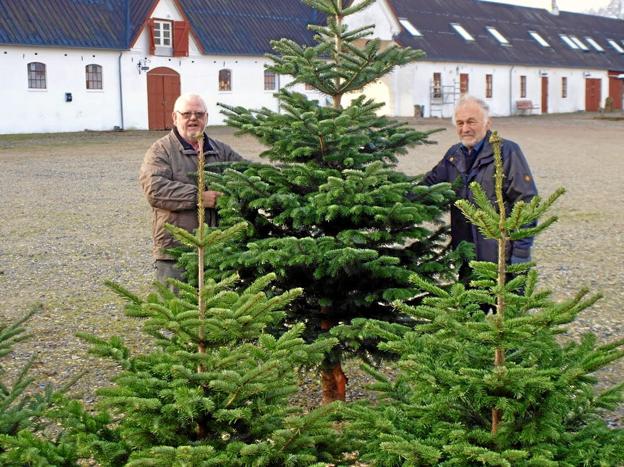 Jow Jow – sandelig sælger vi juletræer på Knivholt i år som vi plejer at gøre, siger Knud Christiansen og Villy Møller fra Frederikshavn Y’s Mens Club.