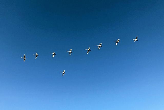 Flotte gæs på smuk blå himmel, flyver med Corona-venlig afstand mod varmere himmelstrøg. Foto: Lisa Farum Kristiansen