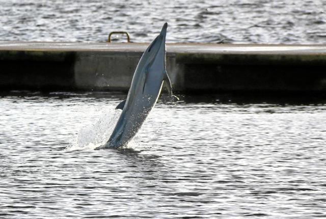 Delfinerne er meget aktive. Foto: Hans B. Henriksen