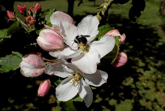 En vild have tiltrækker bier og insekter, der skal bestøve frugttræerne. Foto: Niels Helver