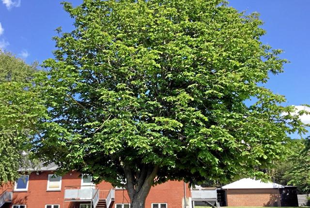 Det første ærestræ blev plantet i 1976 ved Poulstruplund.Privatfotos