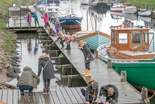 Både onsdag og torsdag blev der fisket krabber på broerne ved Limfjordsmuseet. Foto: Mogens Lynge