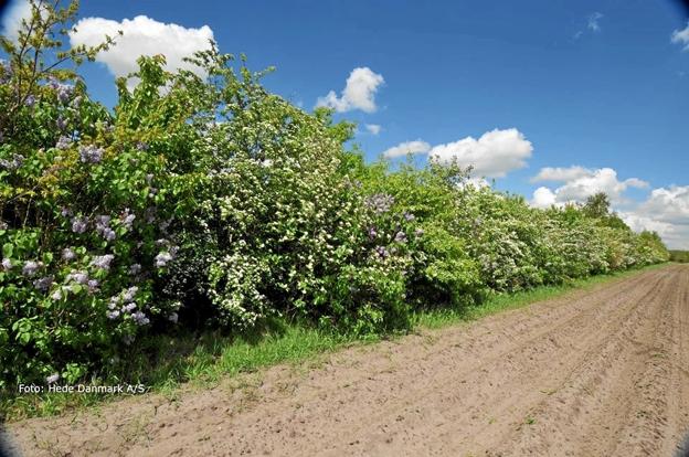 Tilbuddet om kollektiv læplantning gælder i år lodsejere i den østlige del af kommunen, og tilmeldingsfristen er 25. januar. Foto: HedeDanmark