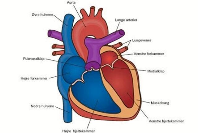 Hjertet - uomtvisteligt menneskets vigtigste muskel - er nu omdrejningspunkt for en hjertesnak for ligestillede.