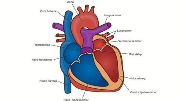 Hjertet - uomtvisteligt menneskets vigtigste muskel - er nu omdrejningspunkt for en hjertesnak for ligestillede.