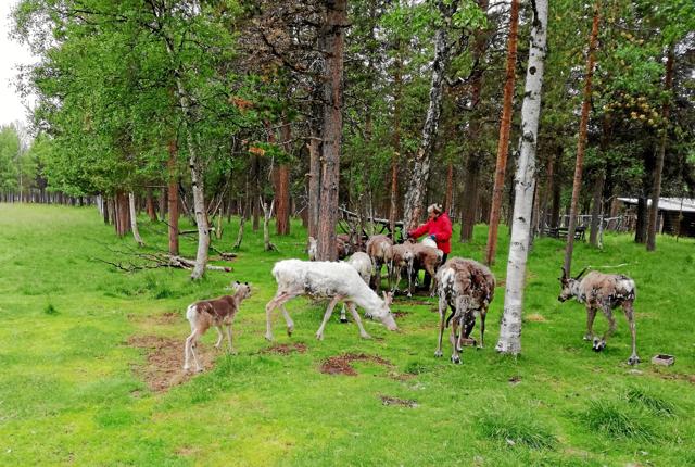 Ingrid Jespersen og rensdyr i det nordlige Finland. Foto: Kaj Aage V. Jespersen