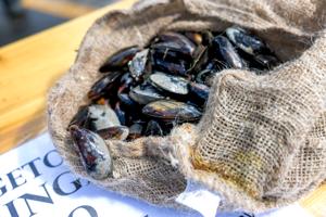 Advarsel om algegift i Limfjorden: Her må du ikke samle muslinger og østers