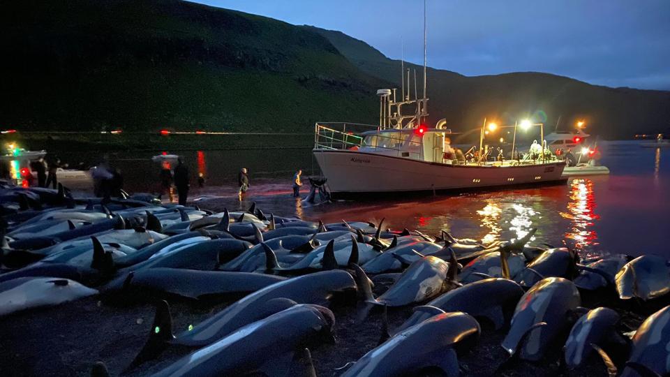 Det vakte kritik sidste år, da der blev slået 1423 delfiner ihjel i forbindelse med jagt på Færøerne. Den færøske regering mener fangsten var uhensigtsmæssig høj og foreslår kvote. (Arkivfoto). <i>Uncredited/Ritzau Scanpix</i>