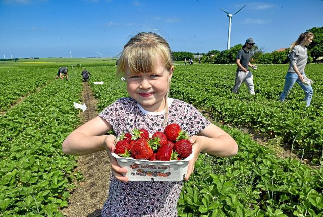 Maja elsker at plukke jordbær. Onsdag blev de første søde og saftige bær hurtigt plukket ved Frilandsgrønt i Kjelstrup. Foto: Ole Iversen