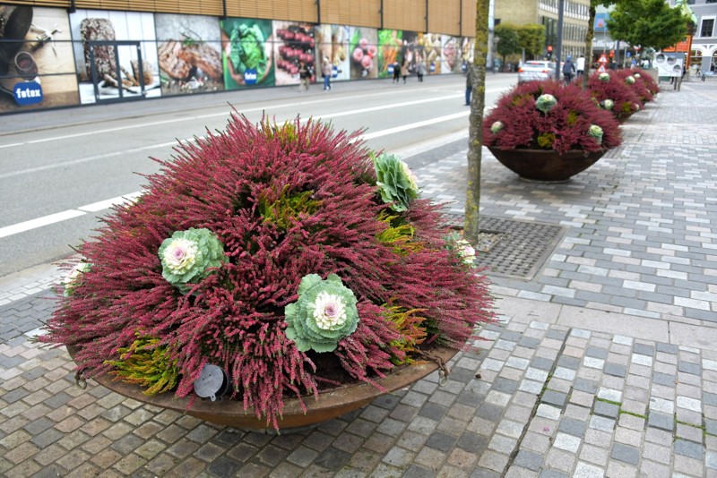 bemærkede ikke komfort Skygge Nu er de her: Nye planter klæder byen i efterårsfarver | Aalborg:nu