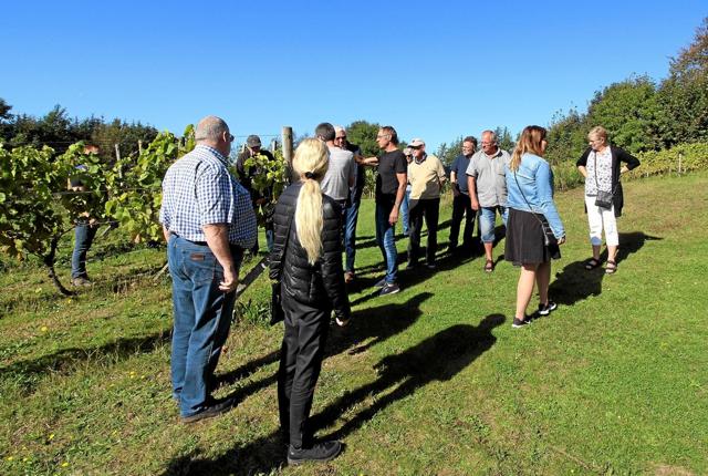 Vinbonden Mogens Damsgaard vil lørdag vise rund i sine vinmarker og fortælle om vinfremstilling. Foto: Jørgen Ingvardsen