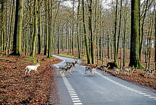 Mange hjorte dør i trafikken - og netop nu er risikoen størst