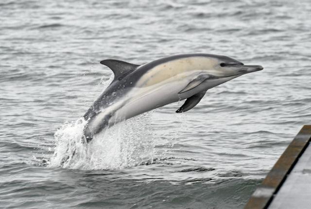 Her ses delfinen, der blev spottet ved Feggesund. Den er formentlig en kortnæbbet almindelig delfin, som har en kampvægt på op til 140 kilo samt en længde på 1-2,5 meter. Foto: Lauge Fastrup