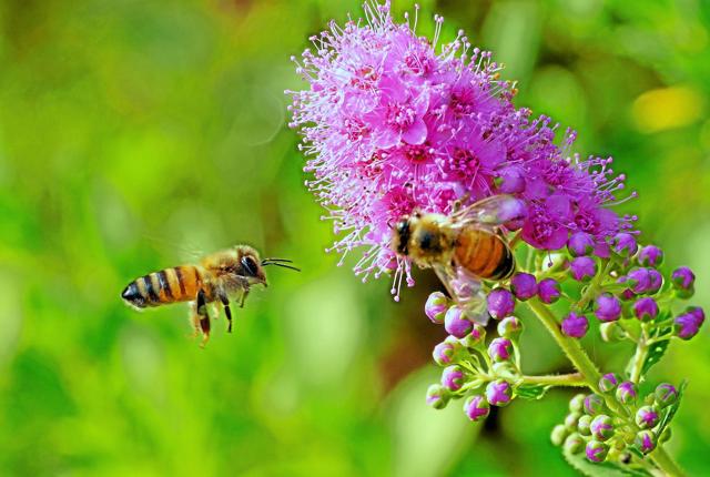Honningurt er nogle af de blomster, du kan få frø til. Pr-foto