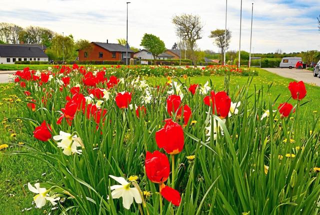 Sådan ser det ud i Hillerslev netop nu. Pinseliljer og tulipaner får forbipasserende til at stoppe op og fotografere. Det fortæller nabo til den store beplantning midt i byen.