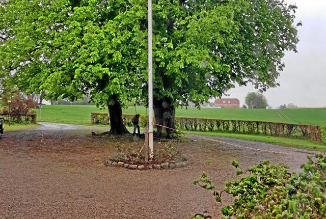 Indtil 15. maj så udsigten fra Hellevad Præstegaard således ud - med to store kastanjetræer. Privatfoto