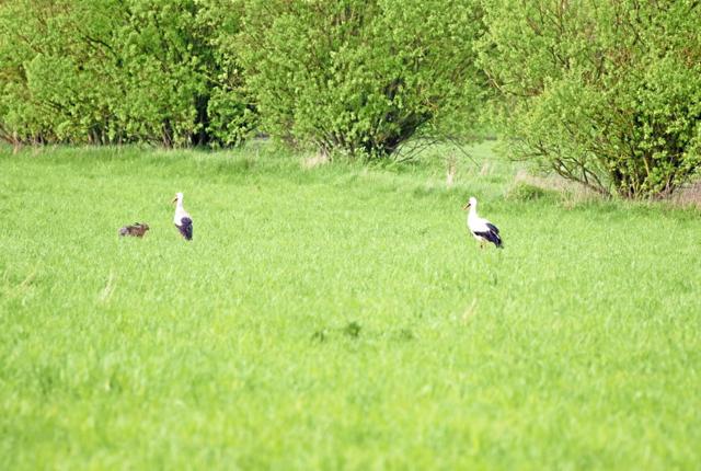 To storke og en hare mødtes på en mark i Knøsgaard. Foto: Hans Peter Urth