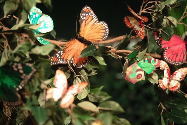 Du finder selvfølgelig sommerfugle overalt i Butterfly Café. Foto: Bente Poder
