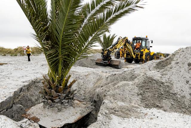 De store palmer er plantet i store jernkasser, som kræver pænt store huller. Foto: Michael Madsen