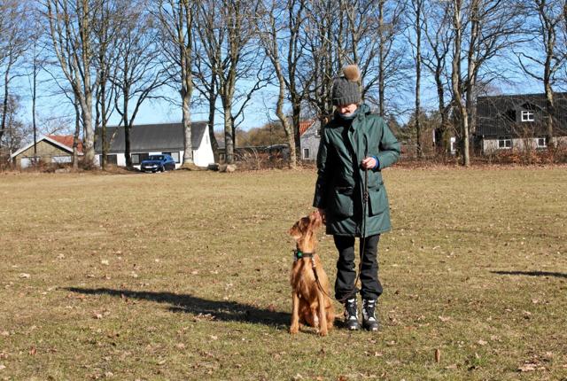 Hundene trænede bl.a. lydighed. Her har hunden fået besked på at blive siddende, mens ejeren går rundt. Foto: Ida Mehl Agerholm
