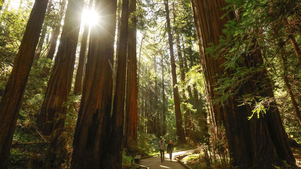 Redwood-træer i Mill Valley i Californien. Over 500 af de store træer er i farezonen i nationalparken Yosemite, der hærges af en skovbrand. (Arkivfoto) <i>Gabrielle Lurie/Ritzau Scanpix</i>