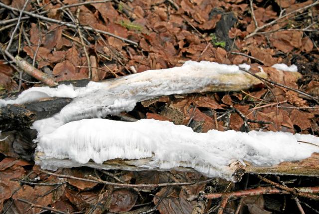 Det ligner sne, men fænomenet hår-is eller nisseskæg er i virkeligheden tynde istråde, dannet af vand, der er presset ud af en gammel og fugtig gren. Foto: Jørgen Ingvardsen