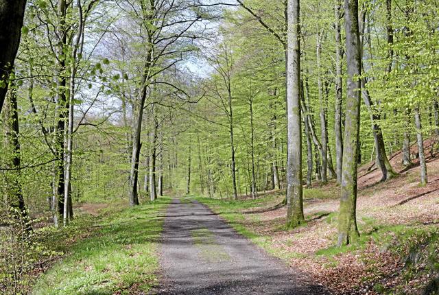 Skovdyrkerforeningen har beregnet, at Sæbygråd Skovs årlige tilvækst kommer til at binde fem gange mere CO2, end banken samlet udleder.