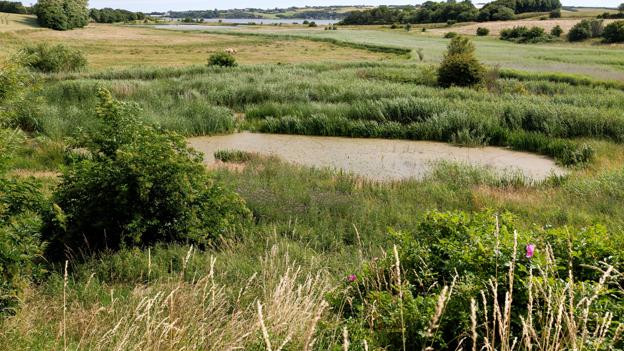 Mange steder i landskabet ligger små, grønne pletter, som kan få mere naturværdi og også økonomisk betydning, hvis de indgår i et større græsningsfællesskab. <i>Foto: Bo Lehm</i>