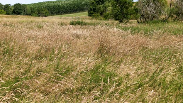 Når græsset visner, dannes en tæt førnemåtte i bunden, som lukker lys og andre planter ude - og så bliver det hele bare til grønt græs i stedet for en blomstrende å-dal <i>Foto: Bo Lehm</i>