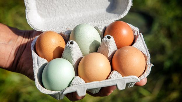Farverige æg fra Løvegårdens fritgående høns. <i>Foto: Torben Hansen</i>