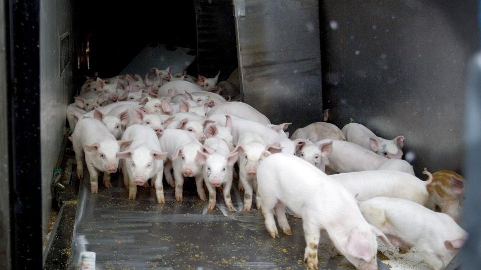 Spanien, Frankrig og Italien er populære mål for dyretransporter for tiden. Men Fødevarestyrelsen aflyser et rekordstort antal transporter grundet høje temperaturer. (Arkivfoto). <i>Henning Bagger/Ritzau Scanpix</i>
