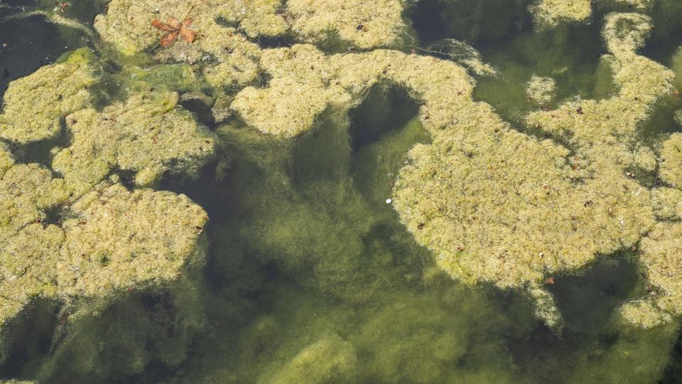 Landet over ligger alger og ålegræs og rådner på strandene, og i år er det særligt slemt med det såkaldte fedtemøg, fordi vinteren har været våd og foråret varmt. (Arkivfoto). <i>Søren Bidstrup/Ritzau Scanpix</i>