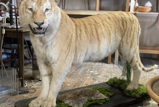 Den kæmpe store tiger har tidligere været til salg for 62.000, men nu er den altså sat 12.000 kroner ned, og det giver interesserede købere. Privatfoto