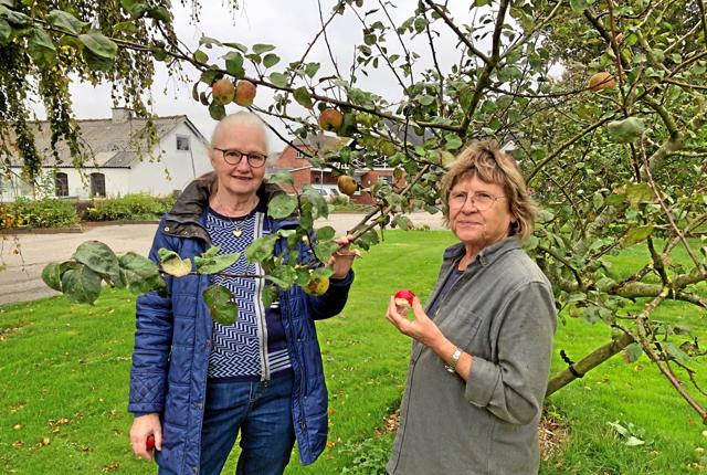 Jytte Frederiksen og Jytte Søndergaard fra Øster Assels glæder sig over, at frugtlunden begynder at kaste noget af sig. Og det er selvom foråret har drillet, og den første efterårsstorm har blæst æblerne af træet.