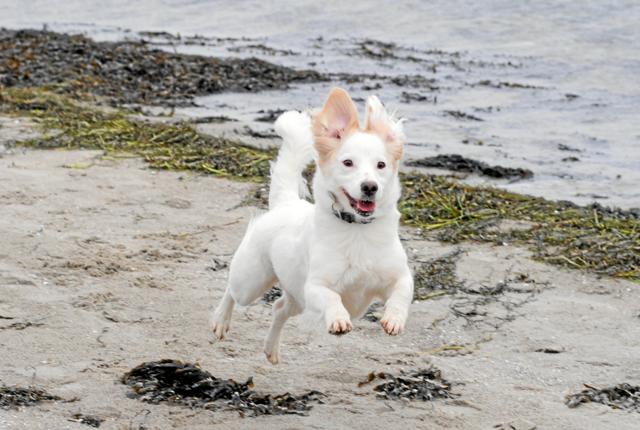 Fra den 1. oktober må hunde igen gå uden snor på de danske strande. Dyrenes Beskyttelse opfordrer dog til, at man aldrig slipper hunden løs, hvis man ikke har fuld kontrol over den. Foto: Dyrenes Beskyttelse
