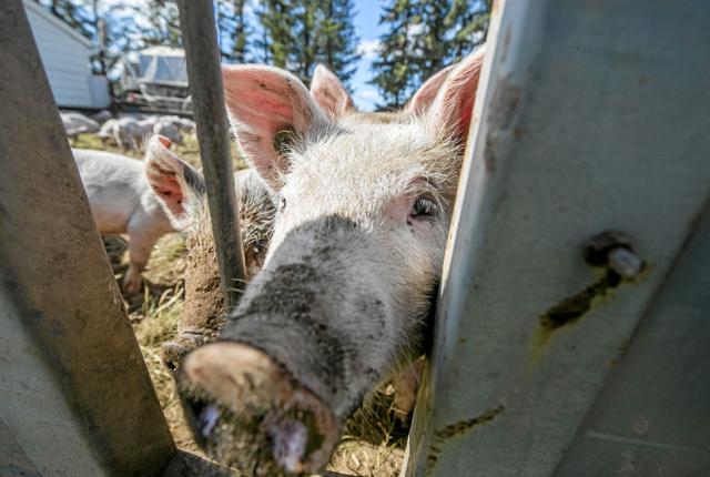 Landmand Hans Henrik Thomsen fortalte blandt andet om de mobile grisehuse. Foto: Allan Mortensen