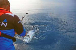 Lystfiskere bruger ti millioner kroner på at fange tun ud for Skagen