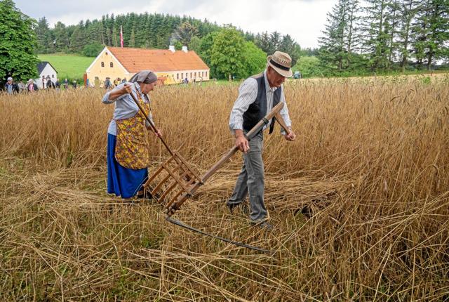 Kaj Erik Jensen svinger leen, som han har gjort det til høstdagene i mere end 30 år. Foto: Niels Helver