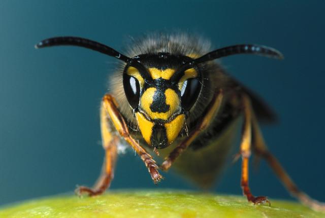 Hvepsen ser drabelig ud - og det er den også. Hvert år dør 1-2 danskere efter insektbid. Både bier og hvepse kan udløse alvorlige allergiske reaktioner. Arkivfoto