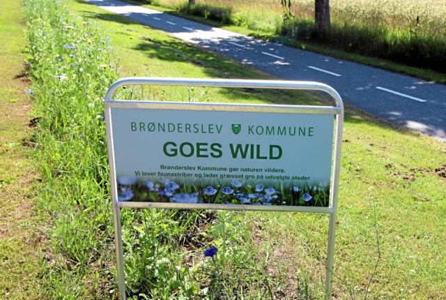 "Brønderslev Kommune Goes Wild" står der på skiltet ved faunastriben ved indkørslen til Dronninglund. Foto: Jørgen Ingvardsen