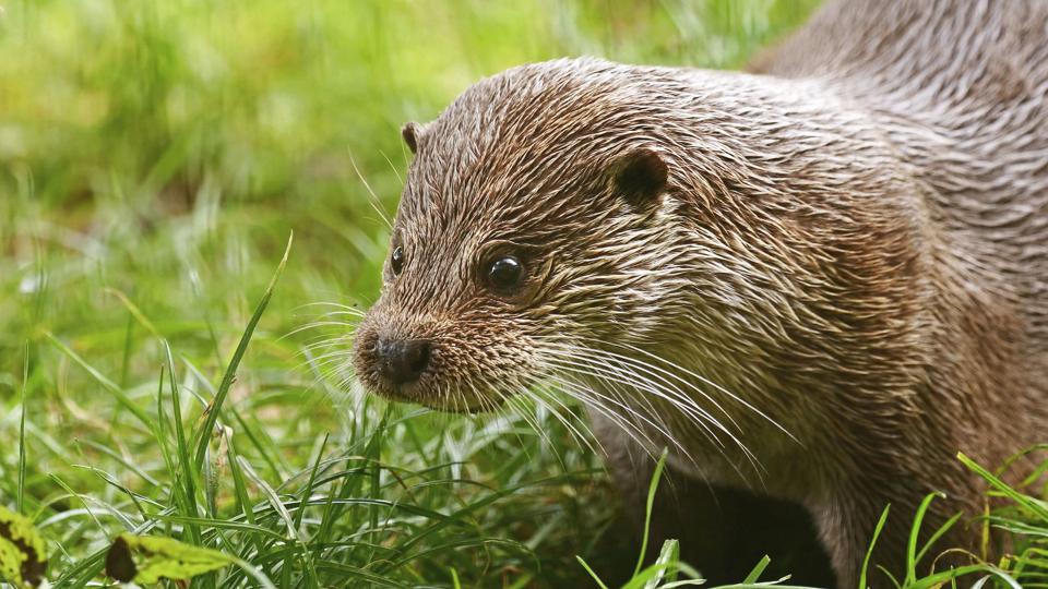 Odderen er et af de mårdyr, der er på listen over dyr, der enten er truede eller i tilbagegang i Danmark. Biologer håber, at døde oddere kan gøre dem klogere på, hvorfor arten ikke trives. <i>Wolfram Steinberg/Dpa/Ritzau Scanpix</i>