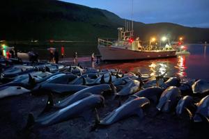 Dyrevenner kalder færøsk loft over delfindrab for bluffnummer